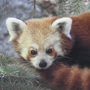 Red Panda