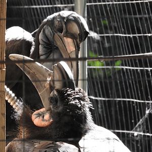 Abyssinian Ground Hornbills