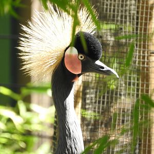 Black-crowned Crane