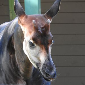 Okapi