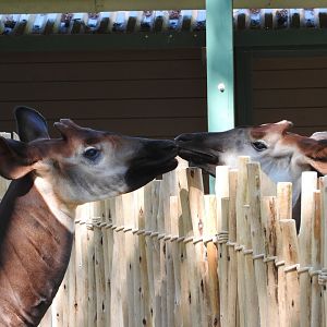 Okapis interacting