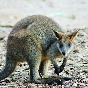 Swamp Wallaby (Wallabia bicolor)