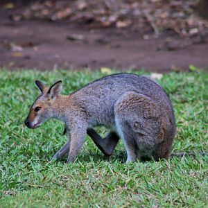Red-necked Wallaby (Macropus rufogriseus)
