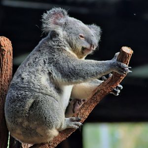 Koala (Phascolarctos cinereus)
