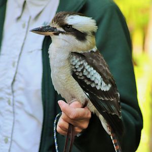 Laughing Kookaburra (Dacelo novaeguineae)