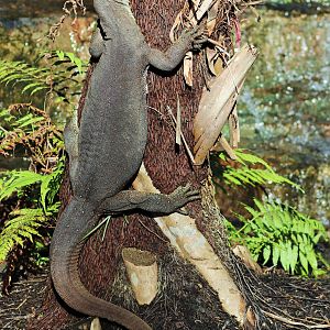 Mertens' Water Monitor (Varanus mertensi)