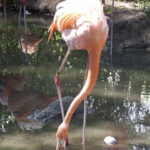 American Flamingo