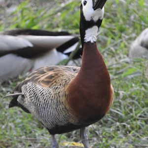 White-faced Whistling Duck drinking