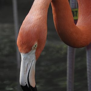 American Flamingo