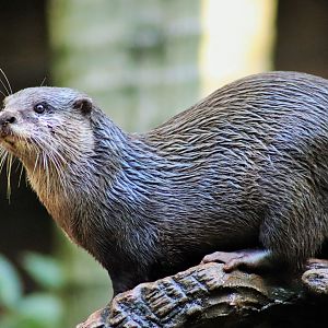 Asian Small-clawed Otter (Aonyx cinereus)