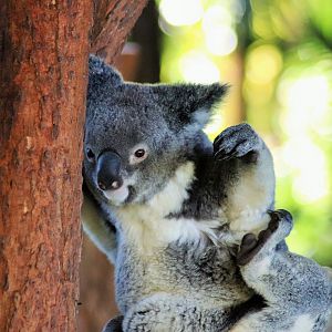 Koala (Phascolarctos cinereus)