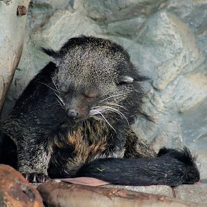 Binturong (Arctictis binturong)