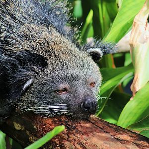 Binturong (Arctictis binturong)