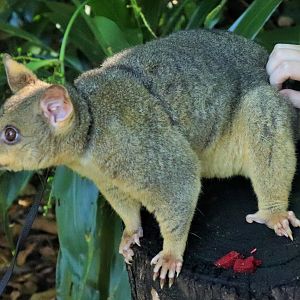 Common Brushtail Possum (Trichosurus vulpecula vulpecula)