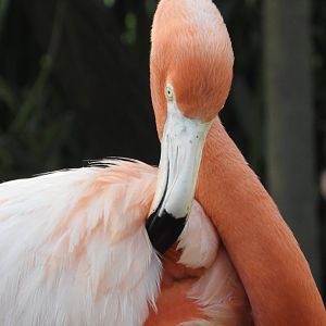 American Flamingo