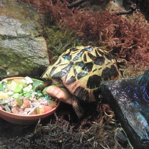 Spider Tortoise