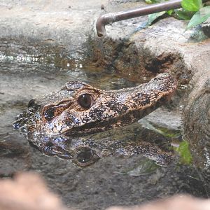 Smooth-fronted Caiman