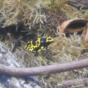 Orange & Black Poison Frog