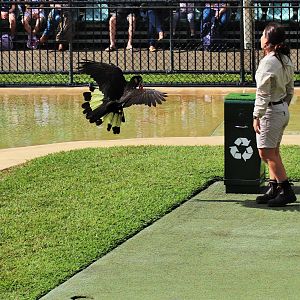Yellow-tailed Black Cockatoo (Calyptorhynchus funereus) Placing Rubbish in the Bin