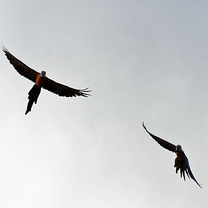 Blue and Gold Macaws (Ara ararauna)