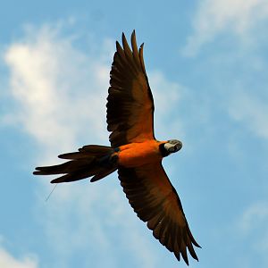Macaw Directly Over My Head