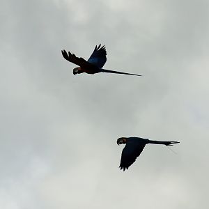 Blue and Gold Macaws (Ara ararauna)