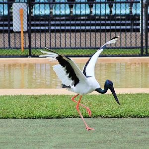 Black-necked Stork (Ephippiorhynchus asiaticus)