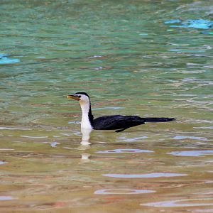 Little Pied Cormorant (Microcarbo melanoleucos)