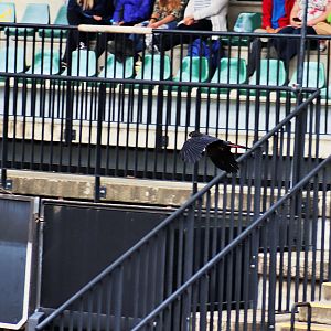 Red-tailed Black Cockatoo (Calyptorhynchus banksii)