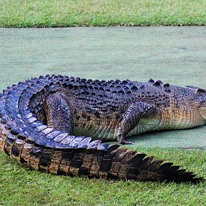 Saltwater Crocodile (Crocodylus porosus)