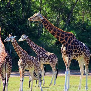 Giraffe (Giraffa camelopardalis)