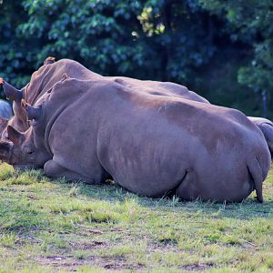 Southern White Rhinoceros (Ceratotherium simum)