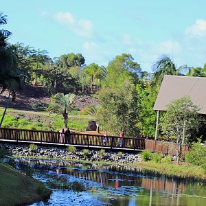 Bridge to Bindi's Island