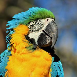 Blue and Gold Macaw (Ara ararauna)