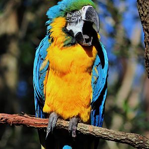 Yawning Blue and Gold Macaw (Ara ararauna)