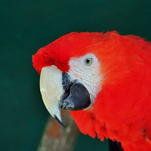 Scarlet Macaw (Ara macao)