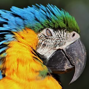 Blue and Gold Macaw (Ara ararauna)