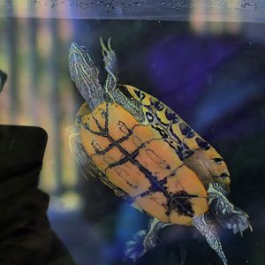 Red-eared Slider ( Trachemys scripta elegans)