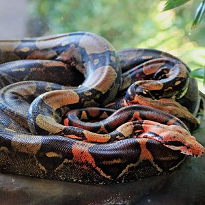 Boa Constrictor (Boa constrictor)