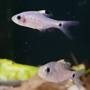 Oreichthys crenuchoides