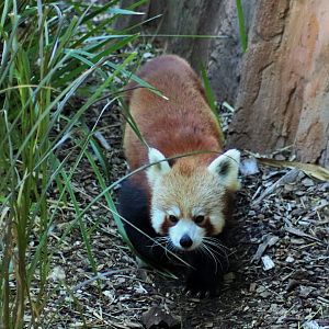 Red Panda (Ailurus fulgens)