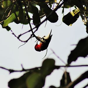 Wild Scarlet Honeyeater (Myzomela sanguinolenta)