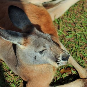 Red Kangaroo (Macropus rufus)