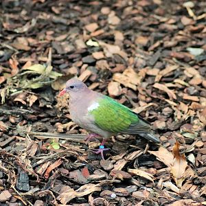 Emerald Dove (Chalcophaps longirostris)