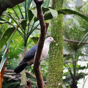 White-headed Pigeon (Columba leucomela)