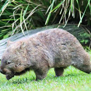 Common Wombat (Vombatus ursinus)