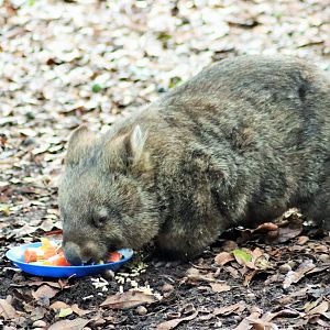 Common Wombat (Vombatus ursinus)