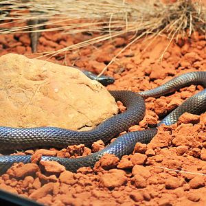 Gwardar/ Western Brown Snake (Pseudonaja nuchalis)