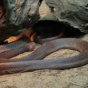 Coastal Taipan (Oxyuranus scutellatus)