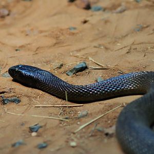 Inland Taipan (Oxyuranus microlepidotus)